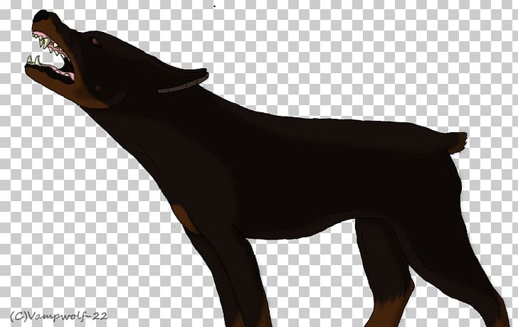 Dobermann Miniature Pinscher German Pinscher Manchester Terrier Rottweiler PNG, Clipart, Breed, Carnivoran, Doberman, Dobermann, Dog Free PNG Download