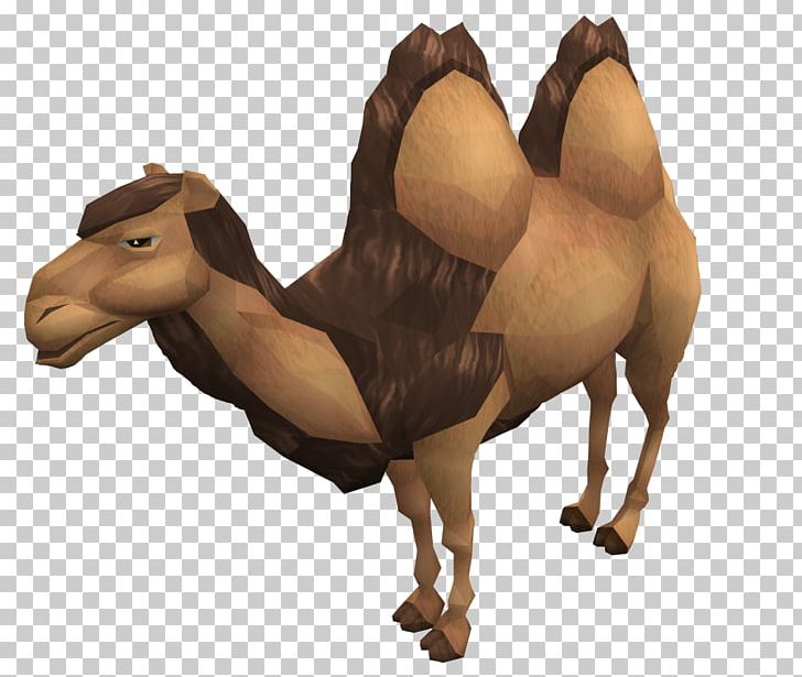 Dromedary Wild Bactrian Camel Horse Wiki PNG, Clipart, Animal, Animals, Arabian Camel, Bactrian Camel, Camel Free PNG Download