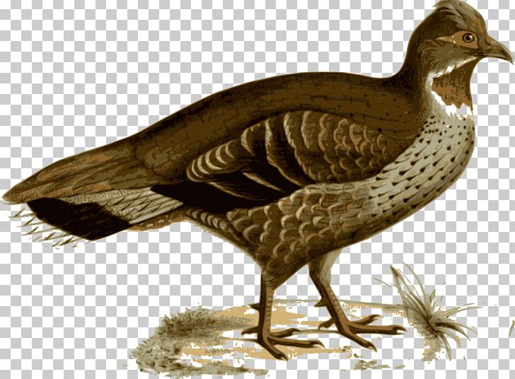 Duck Pheasant Bird Galliformes Feather PNG, Clipart, Animals, Beak, Bird, Duck, Ducks Geese And Swans Free PNG Download