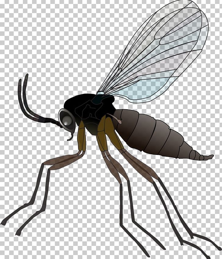 Fungus Gnat Insect Mosquito Houseplant PNG, Clipart, All Natural, Animals, Arthropod, Drain Fly, Fly Free PNG Download