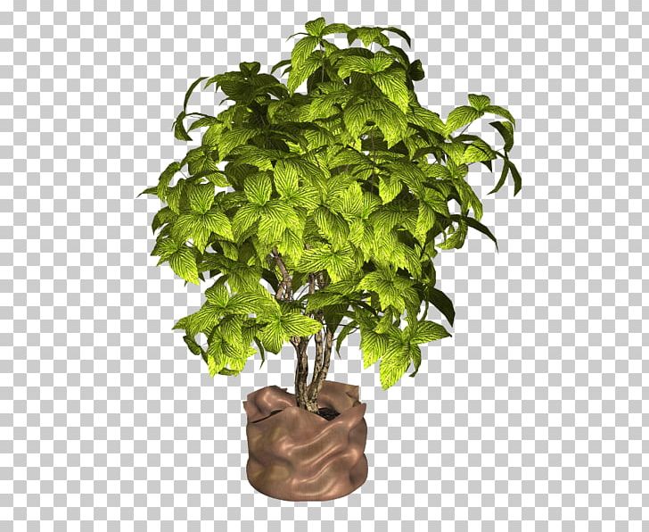 Flowerpot Houseplant Herb PNG, Clipart, Flowerpot, Herb, Houseplant, Others, Plant Free PNG Download