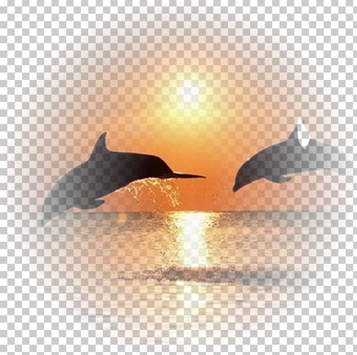 Istria Dolphin Pediatrics PNG, Clipart, Adult, Animals, Boat, Calm, Child Free PNG Download