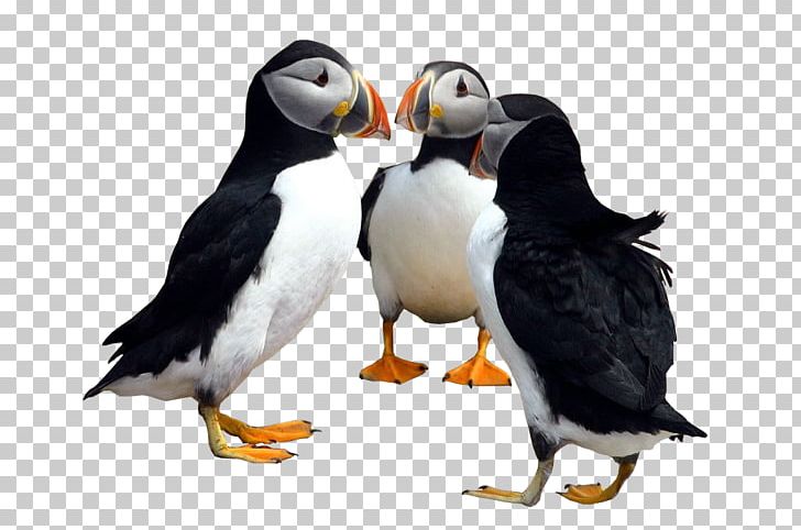 Shorebirds Gatherall's Puffin & Whale Watch Atlantic Puffin Beak PNG, Clipart, Amp, Animals, Atlantic Puffin, Beak, Bird Free PNG Download