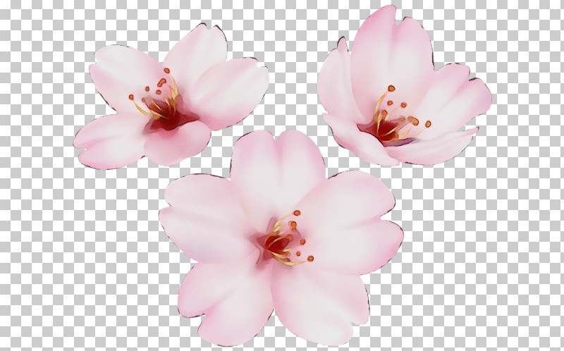 Cherry Blossom PNG, Clipart, Azalea, Biology, Cherry Blossom, Flower, Herbaceous Plant Free PNG Download