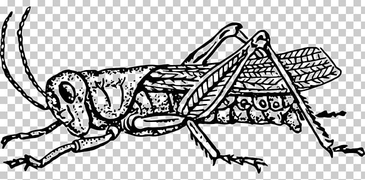 Grasshopper PNG, Clipart, Animal, Art, Artwork, Biology, Black And White Free PNG Download