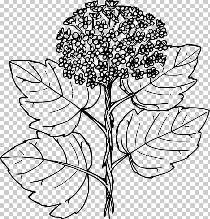 Ninebark Floral Design Physocarpus Malvaceus Line Art PNG, Clipart, Art, Artwork, Black And White, Branch, Cut Flowers Free PNG Download