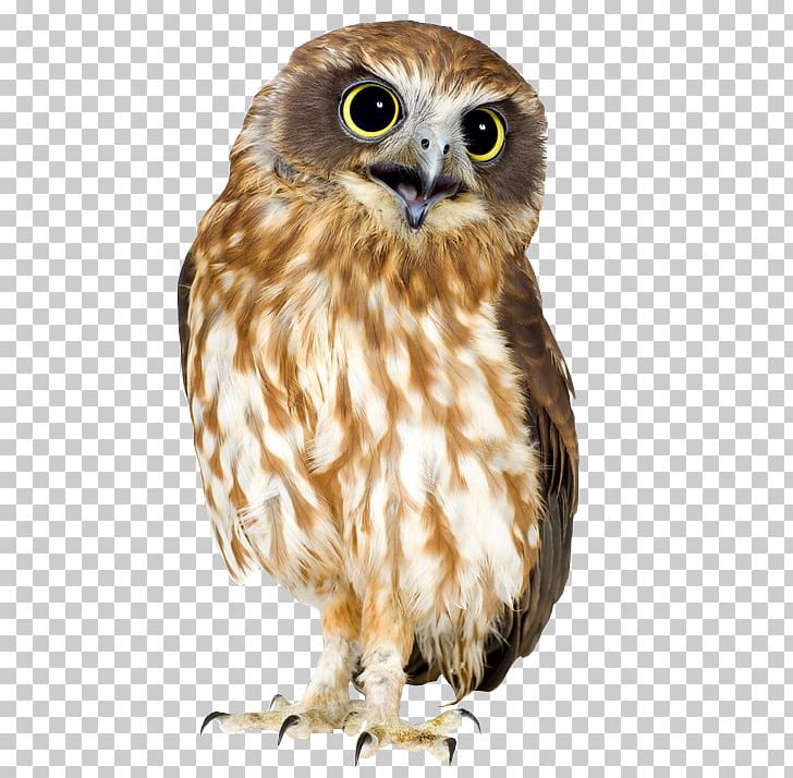 Owl Bird Southern Boobook Morepork Portable Network Graphics PNG, Clipart, Barn Owl, Barred Owl, Beak, Bird, Bird Of Prey Free PNG Download