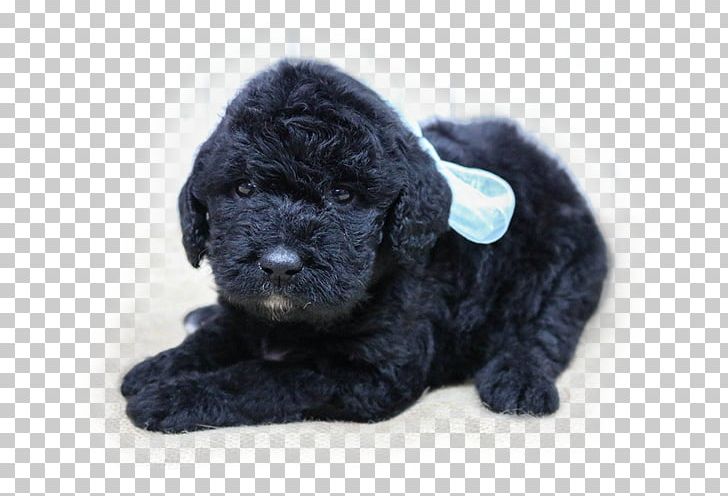 Labradoodle newfoundland best sale