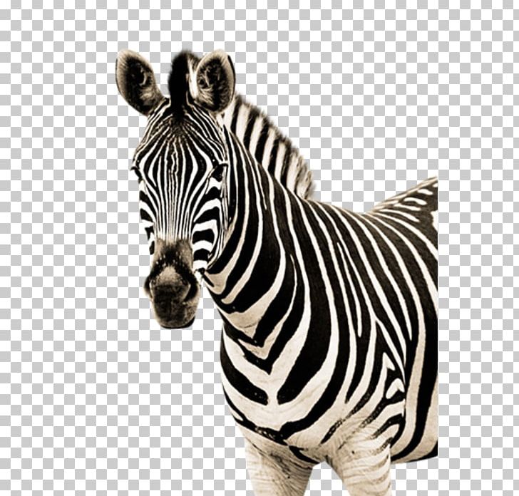 Zebra Quagga PNG, Clipart, Clip Art, Quagga, Zebra Free PNG Download