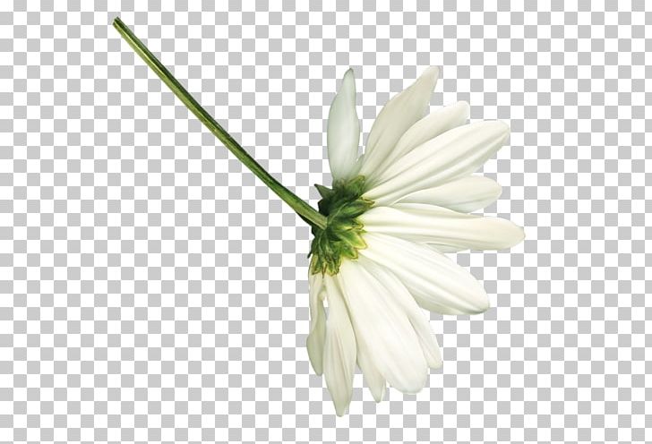 Common Daisy Petal Chamomile Daisy Family Cut Flowers PNG, Clipart, Alstroemeriaceae, Amaryllis, Chamomile, Common Daisy, Cut Flowers Free PNG Download