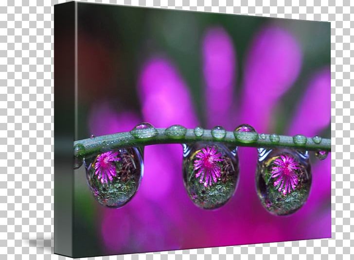 Dew Drop Violet Water Photography PNG, Clipart, Art, Artist, Blue, Closeup, Color Free PNG Download