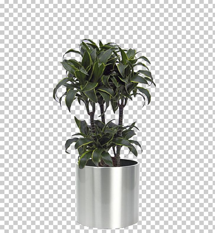 Flowerpot Houseplant Biano.nl Arecaceae PNG, Clipart,  Free PNG Download