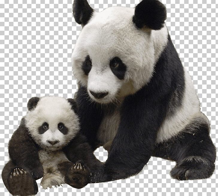 Panda And Baby PNG, Clipart, Animals, Pandas Free PNG Download
