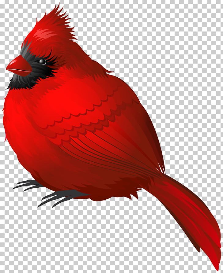 Songbird Northern Cardinal Winter PNG, Clipart, American Robin, Beak, Bird, Birdwatching, Cardinal Free PNG Download