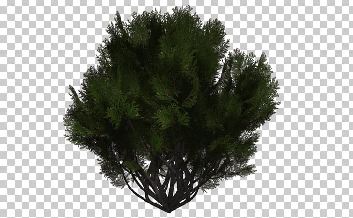Tree Evergreen Shrub Branch PNG, Clipart, Art, Branch, Conifer, Conifers, Deviantart Free PNG Download