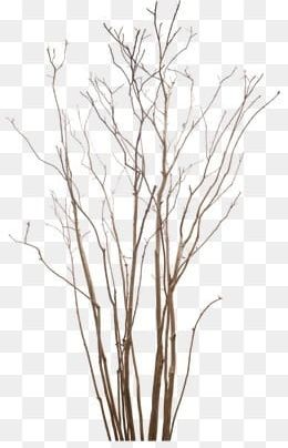 Dry Branches PNG, Clipart, Autumn, Branches, Branches Clipart, Desolate, Dry Clipart Free PNG Download