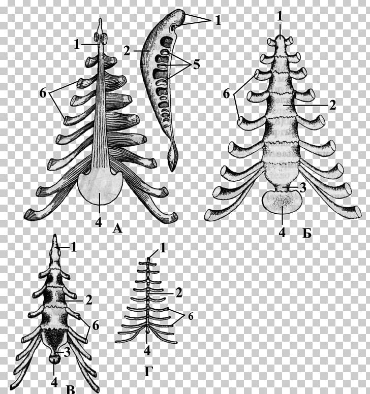 Christmas Tree Bone Cattle Sternum Animal PNG, Clipart, Anatomy, Animal, Black And White, Body Jewelry, Bone Free PNG Download