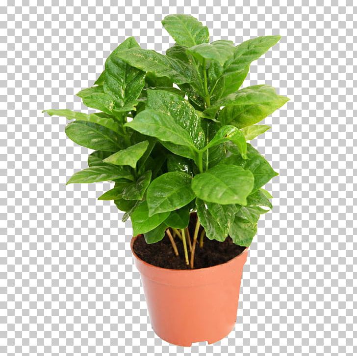 Coffee Tree Coffea Plant PNG, Clipart, Basil, Branch, Branches, Christmas Tree, Coffee Free PNG Download