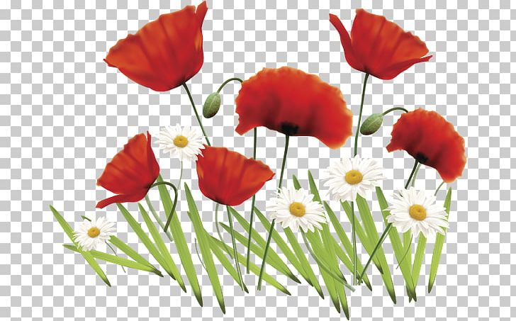 Flower Desktop PNG, Clipart, Annual Plant, Botany, Comm, Coquelicot, Cut Flowers Free PNG Download