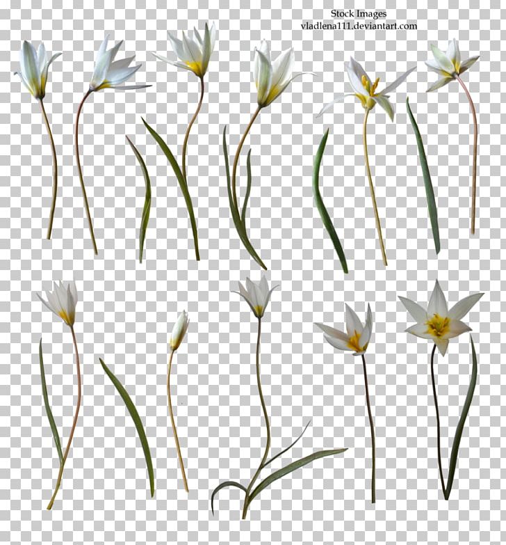 Flower PNG, Clipart, 9 Th, Branch, Commodity, Desktop Wallpaper, Dimension Free PNG Download