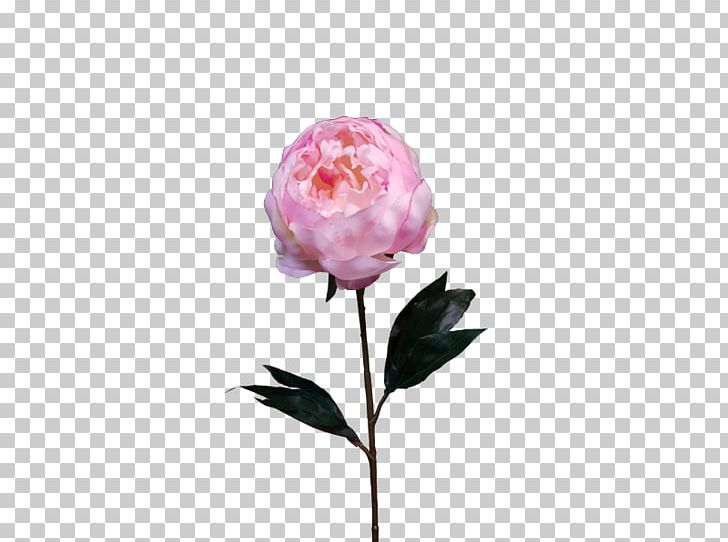 Garden Roses Centifolia Roses Peony Cut Flowers Plant Stem PNG, Clipart, Artificial Flower, Bud, Centifolia Roses, Cranberry, Cut Flowers Free PNG Download