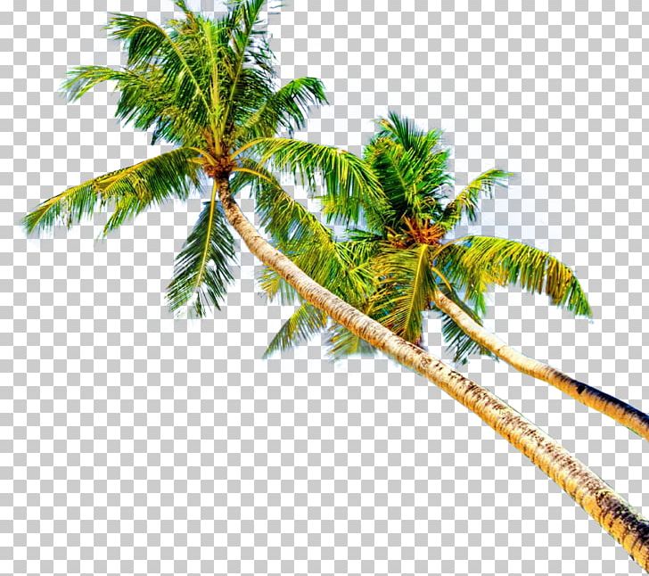 Montego Bay Coconut Plant Stem Leaf Branching PNG, Clipart, Amyotrophic Lateral Sclerosis, Arecales, Branch, Branching, Coconut Free PNG Download