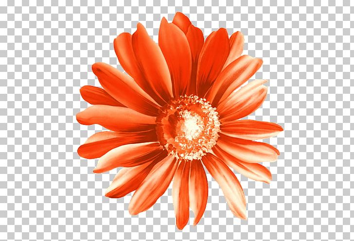 Paper Flower PNG, Clipart, Calendula, Chrysanthemum, Closeup, Color, Cut Flowers Free PNG Download