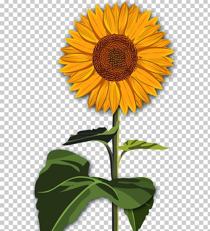 Common Sunflower Desktop Red Sunflower PNG, Clipart, Annual Plant, Asterales, Autumn, Common Sunflower, Cut Flowers Free PNG Download