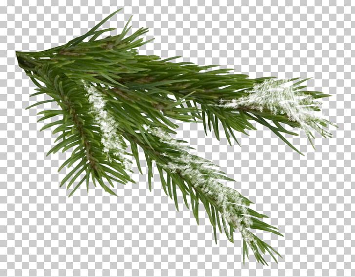 Conifer Cone Conifers Fir Tree Spruce PNG, Clipart, Branch, Cedar, Christmas, Conifers, Cypress Family Free PNG Download