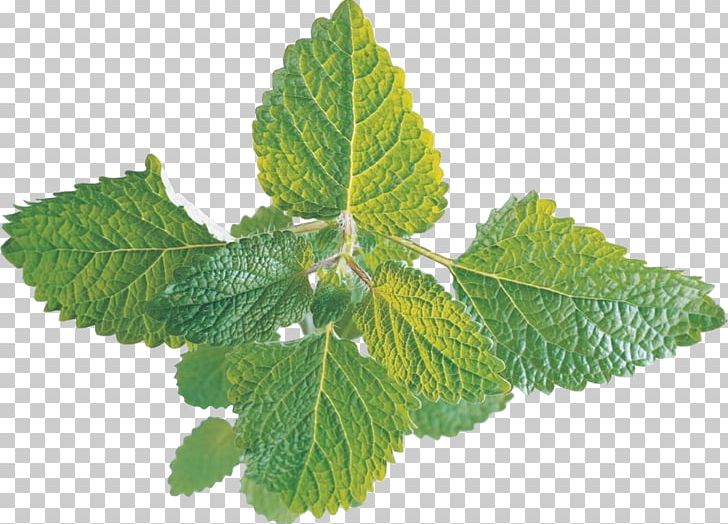 Peppermint Mentha Arvensis Mentha Spicata Water Mint Pennyroyal PNG, Clipart, Aut, Banana Leaves, Dietary Supplement, Essential Oil, Extract Free PNG Download