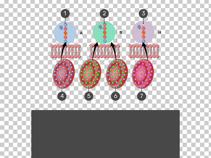 Blood Type Human Blood Group Systems H Antigen Duffy Antigen System PNG, Clipart, Abo, Agglutination, Antigen, Blood, Blood Group Free PNG Download