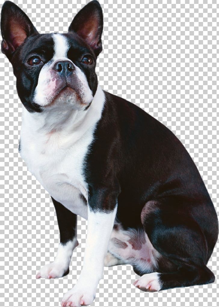 Boston Terrier French Bulldog Boxer Japanese Chin PNG, Clipart, Animal, Animals, Boston Terrier, Boxer, Breed Free PNG Download