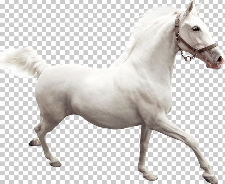 Camargue Horse IPhone 7 White PNG, Clipart, 4k Resolution, 720p, 1080p, Animals, Athlete Running Free PNG Download