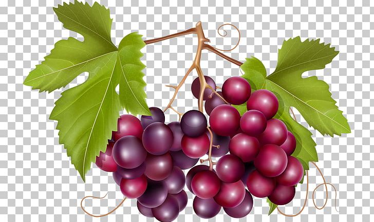 Common Grape Vine Wine California Wild Grape PNG, Clipart, Berry, Boysenberry, Common Grape Vine, Cranberry, Currant Free PNG Download