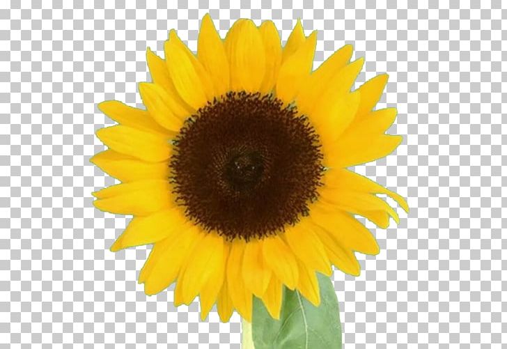 Common Sunflower Avatar Cartoon PNG, Clipart, Ali, Daisy Family, Flower, Flowering Plant, Flowers Free PNG Download