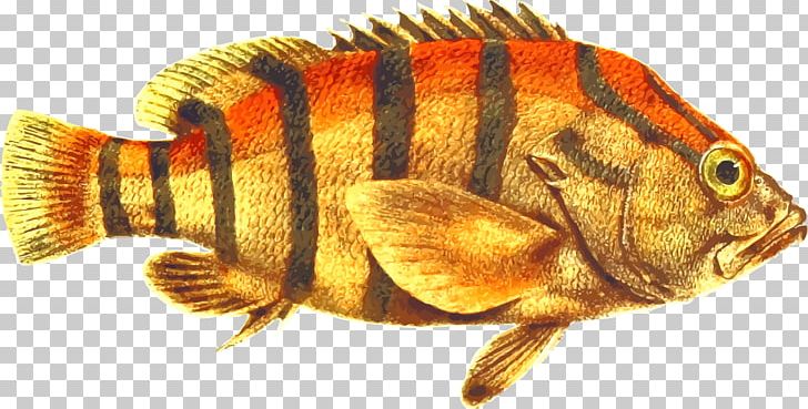 Fish SeaPerch PNG, Clipart, Animal, Animals, Animal Source Foods, Black, Computer Icons Free PNG Download