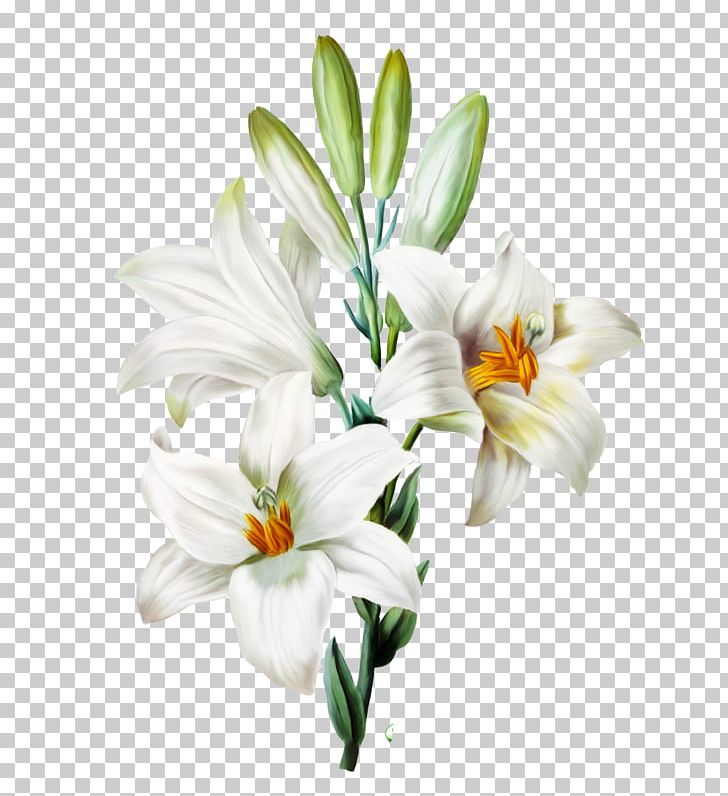 Madonna Lily Arum-lily Easter Lily Orange Lily Flower PNG, Clipart, Arum Lily, Easter Lily, Flower Flower, Lily Flower, Orange Lily Free PNG Download