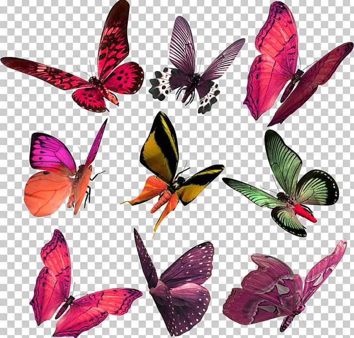Monarch Butterfly Papilio Demoleus Papillon Dog PNG, Clipart, Animals, Arthropod, Blue, Brush Footed Butterfly, Butterflies And Moths Free PNG Download