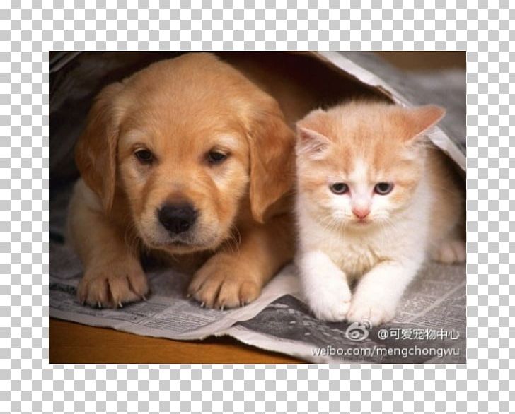Puppy Kitten Cat Beagle Golden Retriever PNG, Clipart, Animal, Animals, Carnivoran, Cat Like Mammal, Companion Dog Free PNG Download
