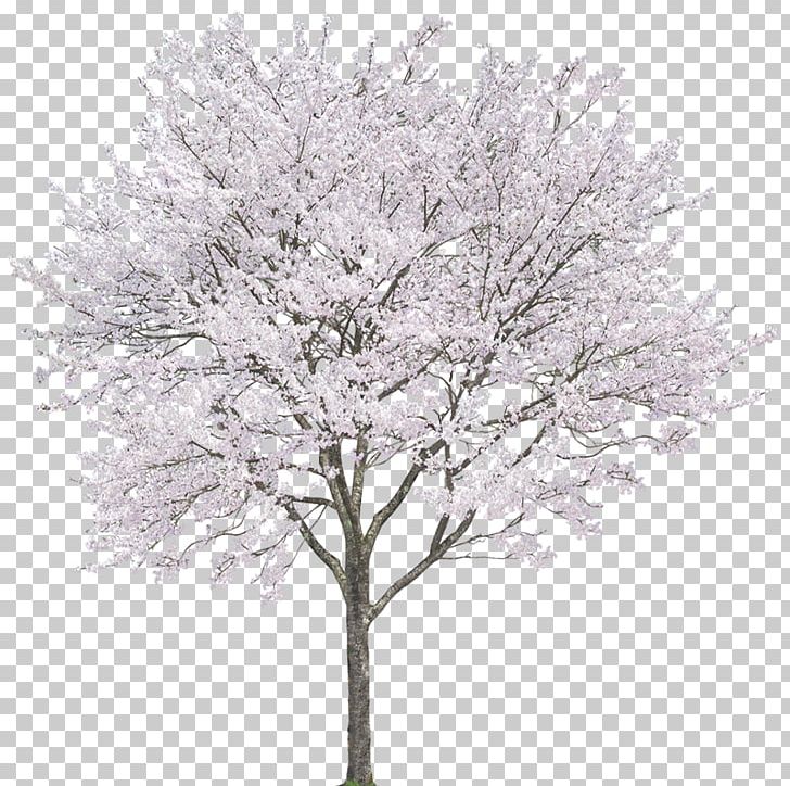Android Photography Computer File PNG, Clipart, 2d Computer Graphics, Alpha Compositing, Autocad Dxf, Blossom, Blossoms Free PNG Download