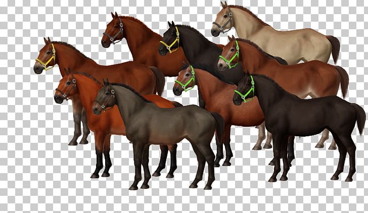 Mustang Foal Mare Stallion Colt PNG, Clipart,  Free PNG Download