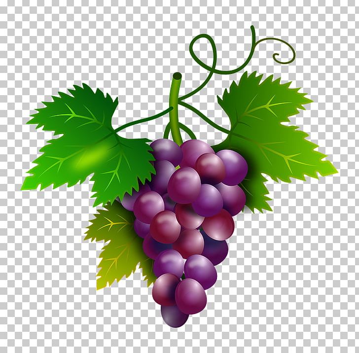 Common Grape Vine Wine Sultana Ruby Roman PNG, Clipart, Common Grape Vine, Flowering Plant, Food, Food Drinks, Fruit Free PNG Download