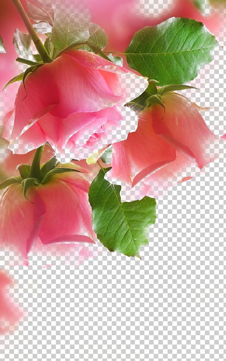 Paper Rose Painting Pink PNG, Clipart, Color, Cut Flowers, Decorative Arts, Floral Design, Floristry Free PNG Download