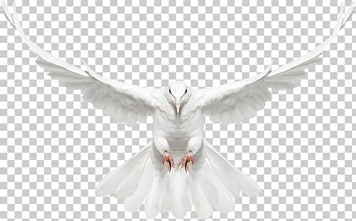 United States Creature Photographer Photography Art PNG, Clipart, Andrew Zuckerman, Art, Beak, Bird, Bird Of Prey Free PNG Download