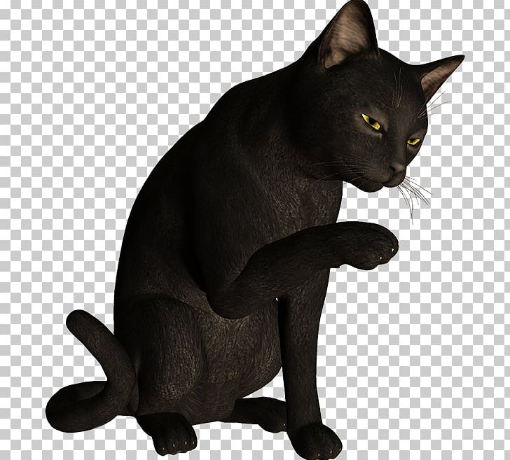 Bombay Cat Burmese Cat Korat Havana Brown Black Cat PNG, Clipart, Animal, Animals, Asian, Black Cat, Bombay Free PNG Download