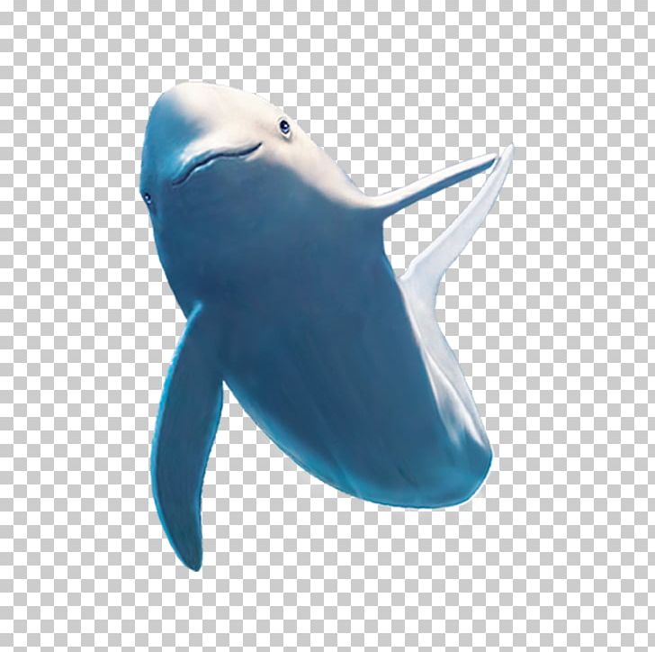 Common Bottlenose Dolphin Shark Beluga Whale PNG, Clipart, Animals, Baleen Whale, Cute Shark, Electric Blue, Fauna Free PNG Download