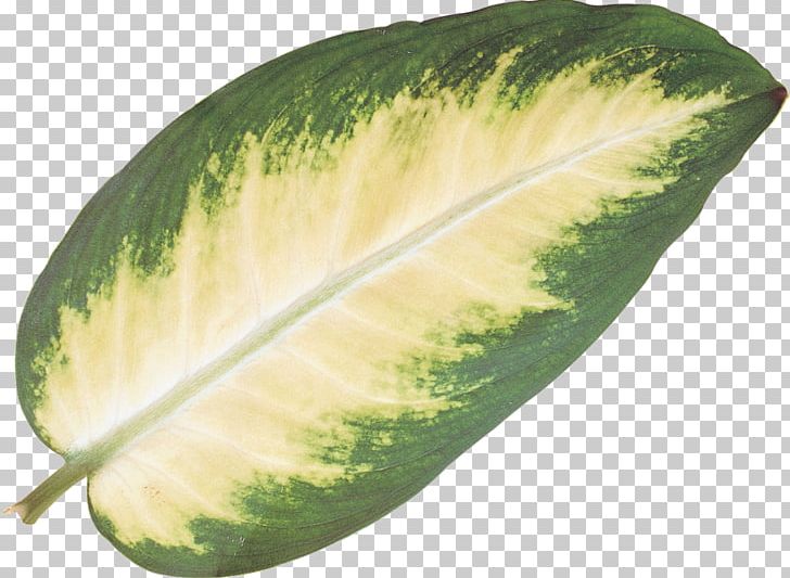 Leaf Encapsulated PostScript PNG, Clipart, Cucumber, Cucumber Gourd And Melon Family, Encapsulated Postscript, Food, Fruit Free PNG Download
