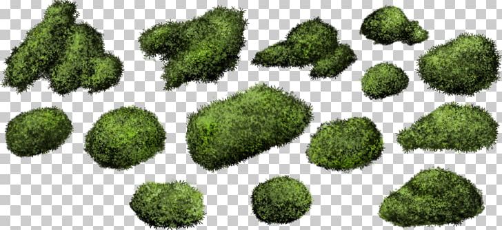Shrub Moss Bryophyte PNG, Clipart, Blueberry Bush, Bryophyte, Bush, Bushes Top View, Collection Free PNG Download