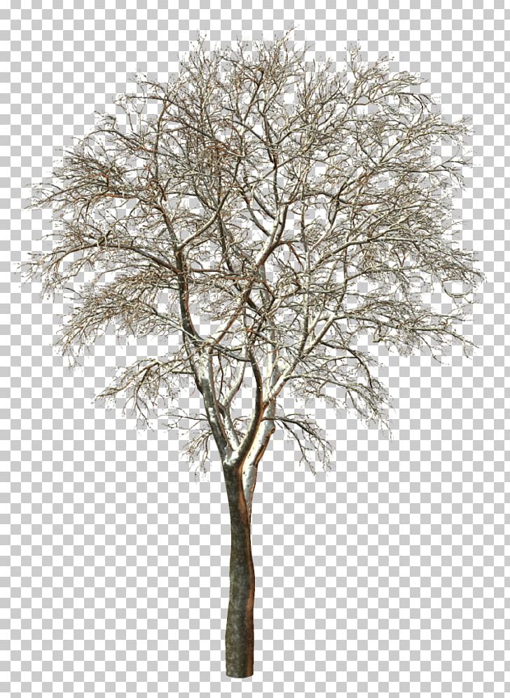 Tree PNG, Clipart, Black And White, Branch, Conifers, Leaf, Liveinternet Free PNG Download