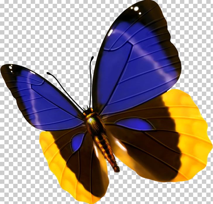 Butterfly Blue Insect PNG, Clipart, Animal, Arthropod, Black, Blog, Brush Footed Butterfly Free PNG Download